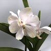 ВАНДА (VANDA Royal Sapphire x V.coerulea 'Alba'-) 